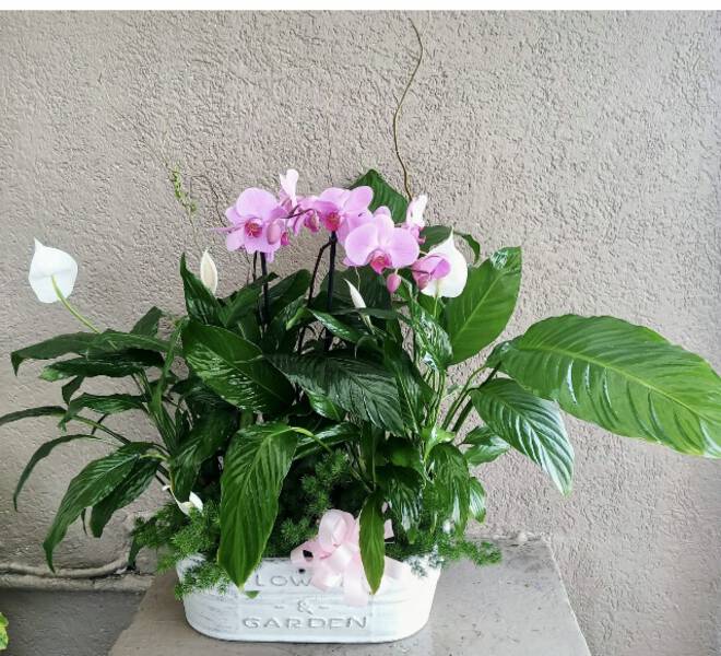 Orquídea y Cuna de Moisés