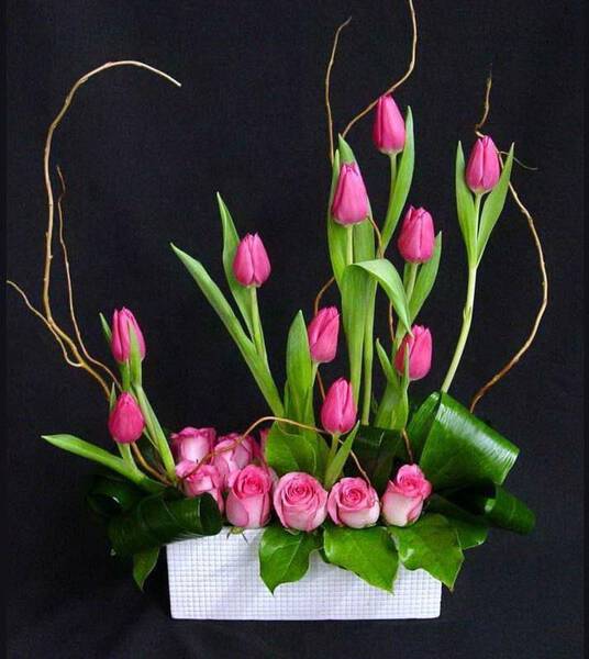 Solo Tulipanes
