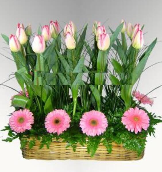 Tulipanes