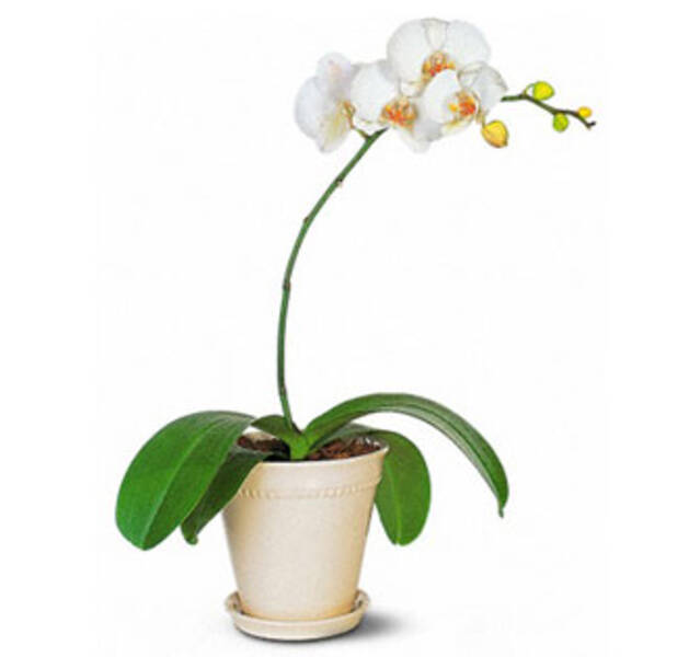 Orquídea