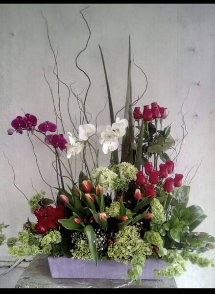 Orquídeas
